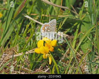 Papillon bleu commun (Polyommatus icarus) Alimentation sur la fleur jaune de l'huile de trèfle (Lotus corniculatus) En Cumbria, Angleterre, Royaume-Uni Banque D'Images