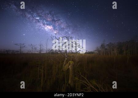 La voie lactée au-dessus de l'arbre Z dans le parc national des Everglades. Des tirages de cette image sont disponibles sur https://mark-andrew-thomas.pixels.com/. Banque D'Images