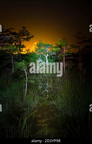 L'unique « Z Tree » du parc national des Everglades semble encore plus mystérieux la nuit. L'arbre est situé dans la forêt de cyprès de Dwarf dans le parc. Banque D'Images