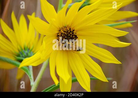 Gros plan d'abeille collectant du pollen d'une fleur d'artichaut de Jérusalem au début de l'automne Banque D'Images