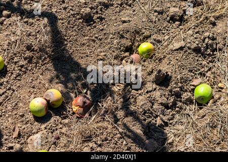 Les pommes d'automne tombées pourriture sur le sol pendant la récolte dans un verger commercial. Banque D'Images