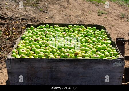 Pommes vertes fraîchement cueillies dans une grande caisse industrielle en bois pendant la récolte dans un verger en attente de chargement sur le camion. Banque D'Images