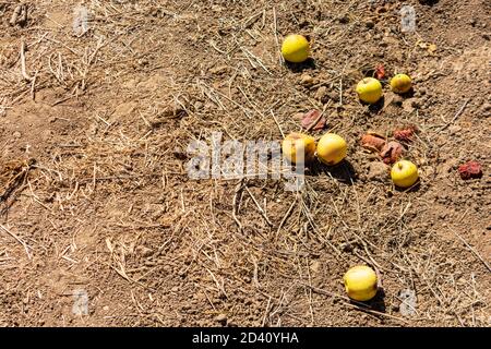 Les pommes d'automne tombées pourriture sur le sol pendant la récolte dans un verger commercial. Banque D'Images