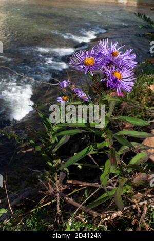 New England Asters on the Bank of the Cuyahoga River Où le barrage de Brecksville a été enlevé Banque D'Images