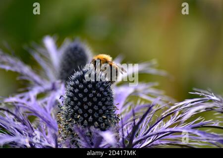 Un bourdon (Bombus hypnorum) se trouve sur le Sea Holly (Eryngium Sapphire Blue) dans le jardin botanique d'Akureyri, dans le nord de l'Islande. Arrière-plan vert flou. Banque D'Images