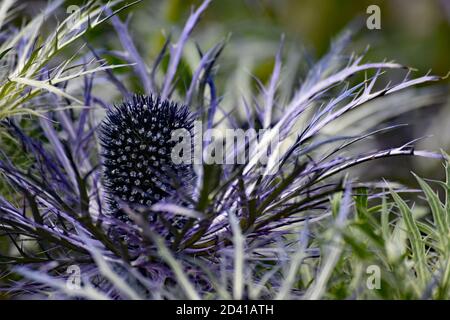 Houx de mer (bleu saphir d'Eryngium) dans le jardin botanique d'Akureyri, nord de l'Islande. Des épines épinettes entourent la fleur principale violette. Banque D'Images