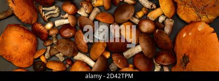 Forêt de champignons fraîchement récoltés, sur fond gris foncé, sur fond de bannière. Banque D'Images