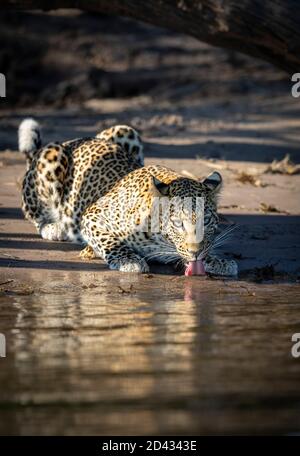 Portrait vertical d'un léopard adulte s'accroupant au bord De l'eau potable dans la rivière Chobe au Botswana Banque D'Images