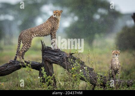 Frères Cheetah debout sur une branche humide d'arbre dans le Pluie à Ndutu en Tanzanie Banque D'Images