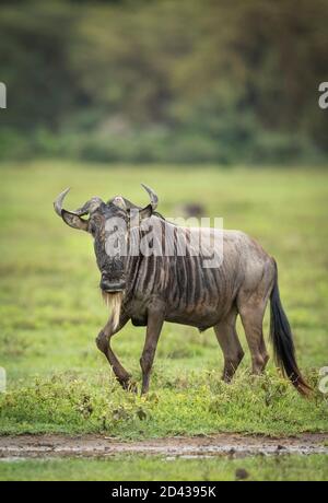 Portrait vertical d'un adulte le plus sauvage en vert savannah dans le cratère de Ngorongoro en Tanzanie Banque D'Images