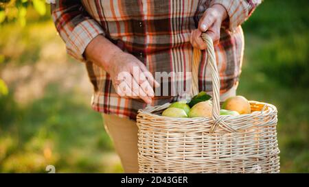 Femme âgée portant un panier en osier avec des pommes vertes Banque D'Images