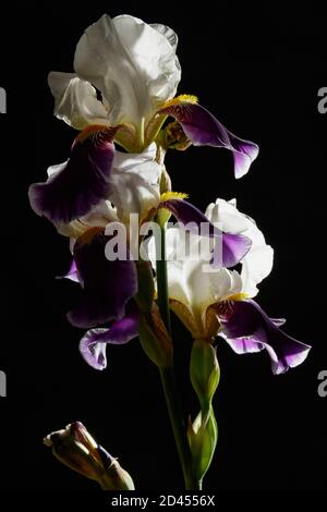 Iris fleurs rétroéclairé isolé sur fond noir Banque D'Images