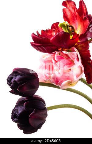 Un groupe de tulipes rouges, roses et pourpres foncé Banque D'Images
