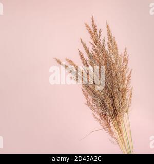 Beau bouquet de fleurs séchées sur fond de papier rose. Placer pour le texte Banque D'Images