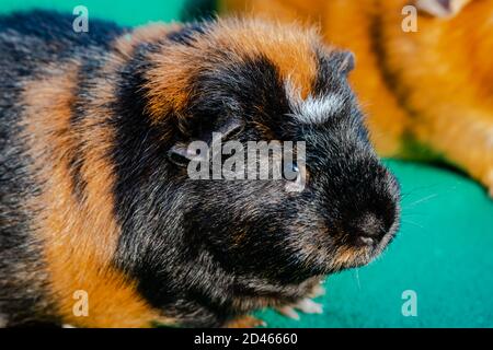 Jeune cobaye, gros plan Banque D'Images