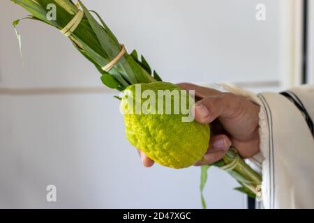 Un homme possède des symboles traditionnels (les quatre espèces) : Etrog, lulav, hadas, arava. Sur la fête juive de Sukkot Banque D'Images