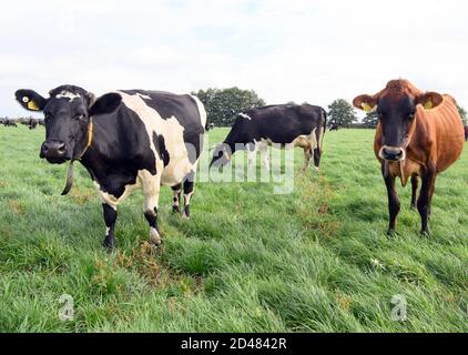 07 octobre 2020, Brandebourg, Kloster Lehnin/OT Netzen : les vaches de la race frisonne de Jersey/Holstein se broutent sur un pré appartenant à Agrargesellschaft Emster-Land mbH. La ferme a été reprise par la famille irlandaise Costello en 2014. Depuis deux ans, l'Agrigesellschaft est convertie au système irlandais de pâturage sans gestion de grange. De cette façon, les vaches restent sur les pâturages toute l'année. La ferme couvre une superficie de 1600 hectares, dont 400 hectares de prairies et plus de 1100 hectares de terres arables et de prairies de vergers. Photo: Soeren Stache/dpa-Zentralbild/ZB Banque D'Images