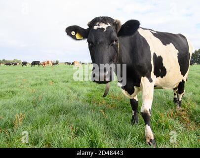 07 octobre 2020, Brandebourg, Kloster Lehnin/OT Netzen : les vaches de la race frisonne de Jersey/Holstein se broutent sur un pré appartenant à Agrargesellschaft Emster-Land mbH. La ferme a été reprise par la famille irlandaise Costello en 2014. Depuis deux ans, l'Agrigesellschaft est convertie au système irlandais de pâturage sans gestion de grange. De cette façon, les vaches restent sur les pâturages toute l'année. La ferme couvre une superficie de 1600 hectares, dont 400 hectares de prairies et plus de 1100 hectares de terres arables et de prairies de vergers. Photo: Soeren Stache/dpa-Zentralbild/ZB Banque D'Images