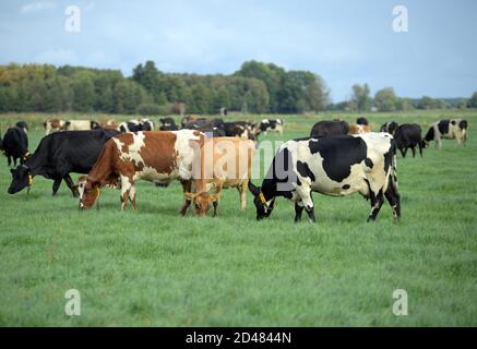 07 octobre 2020, Brandebourg, Kloster Lehnin/OT Netzen : les vaches de la race frisonne de Jersey/Holstein se broutent sur un pré appartenant à Agrargesellschaft Emster-Land mbH. La ferme a été reprise par la famille irlandaise Costello en 2014. Depuis deux ans, l'Agrigesellschaft est convertie au système irlandais de pâturage sans gestion de grange. De cette façon, les vaches restent sur les pâturages toute l'année. La ferme couvre une superficie de 1600 hectares, dont 400 hectares de prairies et plus de 1100 hectares de terres arables et de prairies de vergers. Photo: Soeren Stache/dpa-Zentralbild/ZB Banque D'Images