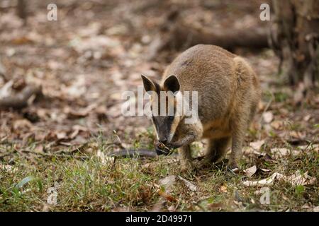 Marais Wallaby (Wallabia bicolor) vu se nourrir sur les feuilles dans la réserve. Banque D'Images