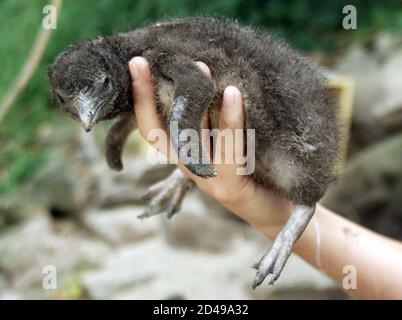 A Four Week Old Little Penguin Chick More Commonly Referred To As A Fairy Penguin Chick Is Held By A National Parks And Wildlife Service Ranger Near Its Man Made Hutch On The Foreshore Of