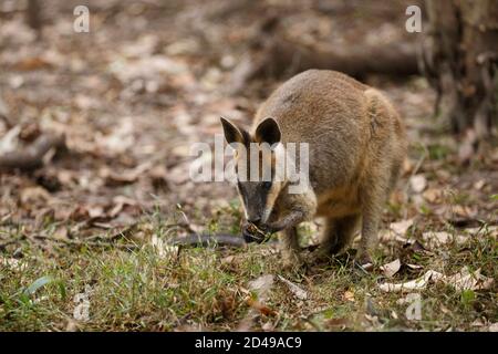 Brisbane, Queensland, Australie. 5 juin 2020. Marais Wallaby (Wallabia bicolor) vu se nourrir sur les feuilles dans la réserve. Crédit : Joshua Prieto/SOPA Images/ZUMA Wire/Alay Live News Banque D'Images