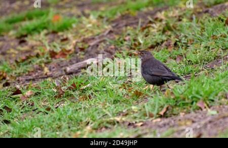 Les oiseaux dans le parc Banque D'Images