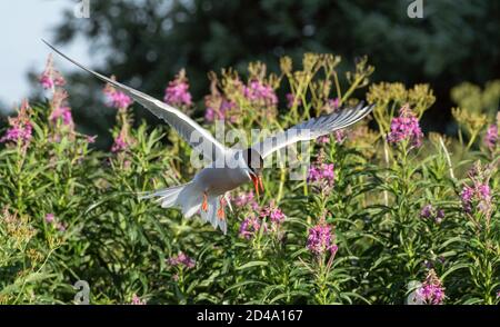 Luttering tern. Sterne commune avec bec ouvert et ailes de propagation en vol par temps ensoleillé. Fleurs de Sally sur l'arrière-plan. Oiseau adulte. Scienti Banque D'Images