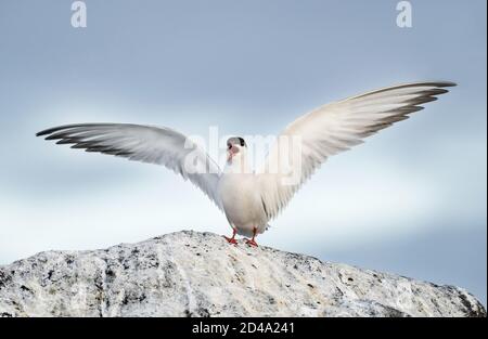 Une sterne avec un bec ouvert et des ailes étalées est assise sur une pierre. Sternes adultes contre le ciel bleu. Gros plan, vue de face. Nom scientifique: Sterna hiru Banque D'Images