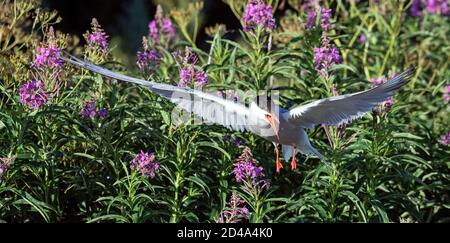 Luttering tern. Sterne commune avec ailes de épandage en vol par temps ensoleillé. Vue avant. Fleurs Blooming Sally of sur l'arrière-plan. Oiseau adulte. SCI Banque D'Images