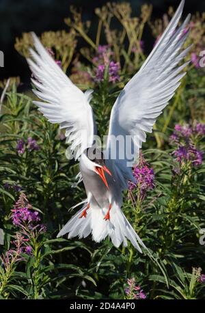 Luttering tern. Sterne commune avec ailes de épandage en vol par temps ensoleillé. Vue avant. Fleurs Blooming Sally of sur l'arrière-plan. Oiseau adulte. SCI Banque D'Images