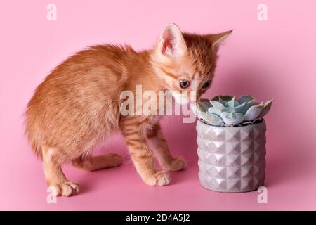 Cactus rouge pour chaton. Mignon gingembre petit chat sniffs un succulent pot en argile grise sur fond rose. Animaux de compagnie et plantes, découvrir le monde Banque D'Images