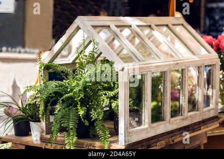 petite maison de bois et de verre avec des plantes à l'intérieur pour leur conservation Banque D'Images