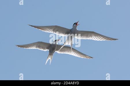 Dans le ciel. Terns communs interagissant en vol. Des sternes adultes en vol sur fond bleu ciel. Nom scientifique: Sterna hirundo Banque D'Images