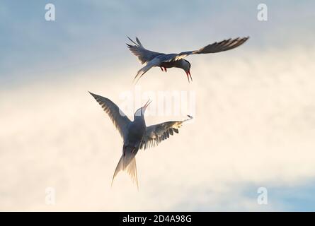 Dans le ciel. Terns communs interagissant en vol. Des sternes adultes en vol dans la lumière du coucher du soleil sur le fond du ciel. Nom scientifique: Sterna Banque D'Images