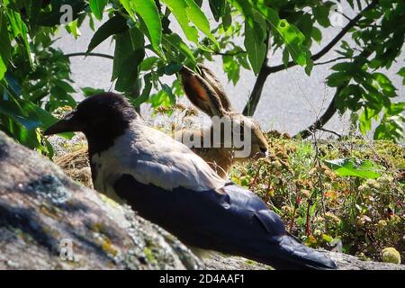 Lièvre brun, Lepus europaeus, assis sous un arbre avec une Corneille à capuchon, Corvus Cornix marchant le long de la roche en cours de recherche et passant. Photo naturelle. Banque D'Images