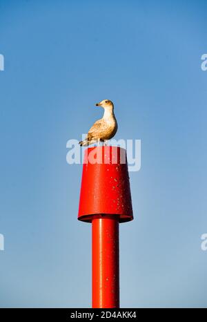 Brighton Royaume-Uni 9 octobre 2020 - A Herring Gull bénéficie d'une belle matinée ensoleillée et calme au port de Shoreham près de Brighton . : crédit Simon Dack / Alamy Live News Banque D'Images