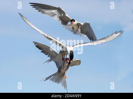 Confrontation en vol, lutte pour les poissons. Terns communs interagissant en vol. Des sternes adultes en vol dans la lumière du coucher du soleil sur le fond du ciel. Scientifique Banque D'Images