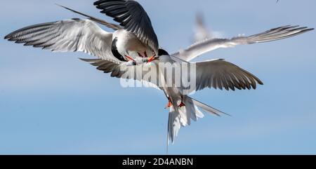 Confrontation en vol, lutte pour les poissons. Terns communs interagissant en vol. Des sternes adultes en vol dans la lumière du coucher du soleil sur le fond du ciel. Scientifique Banque D'Images