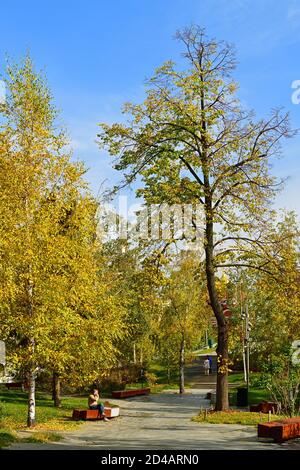 Automne doré dans parc urbain de paysage de Zaryadye. Bosquet de bouleau Banque D'Images
