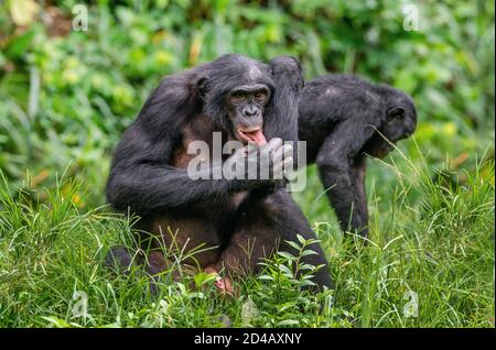 Le bonobo mâle assis sur l'herbe et léche sa main. Fond vert naturel. Le Bonobo, Nom scientifique: Paniscus pan, plus tôt appelé le Banque D'Images