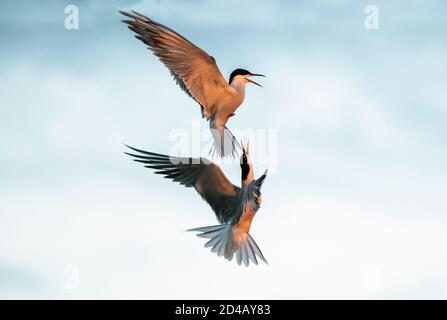 Dans le ciel. Terns communs interagissant en vol. Des sternes adultes en vol dans la lumière du coucher du soleil sur le fond du ciel. Nom scientifique: Sterna Banque D'Images