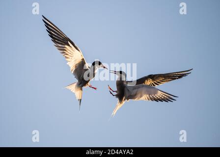 Dans le ciel. Terns communs interagissant en vol. Des sternes adultes en vol dans la lumière du coucher du soleil sur le fond du ciel. Nom scientifique: Sterna Banque D'Images