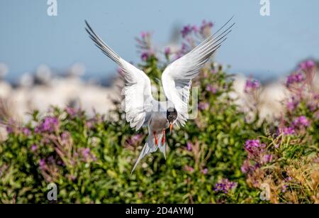 Luttering tern. Sterne commune avec ailes de épandage en vol par temps ensoleillé. Vue de face. Fleurs Sally sur l'arrière-plan. Oiseau adulte. Scientifique Banque D'Images