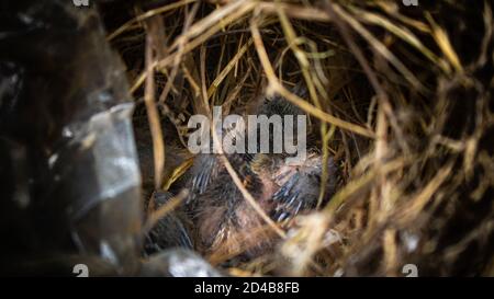 Un nid d'oiseau est un endroit où un oiseau pond et incube ses œufs et élève ses jeunes. Banque D'Images