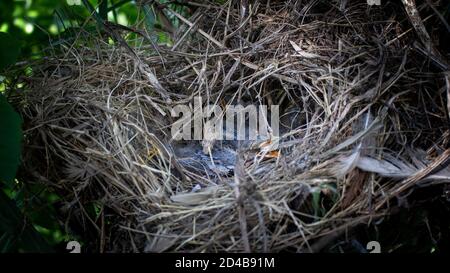 Petits oiseaux dans le nid, petits oiseaux dans le nid. Banque D'Images