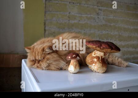 Chat rouge allongé sur une table près des champignons. Banque D'Images