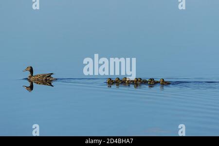 Un canard colvert mène il brood de ducklings un Sccinsh un Loch Highland. Banque D'Images