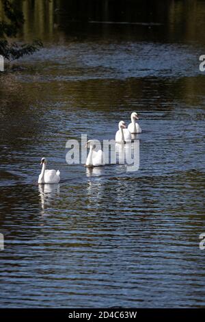 Une procession sereine de quatre Cygnes Cygnus Color adultes ligne de natation vers l'arrière sur la voie navigable Calder et Hebble navigation à Mirfield, West Yorkshire Banque D'Images