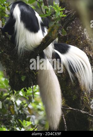 Les dos de singes colobus noir et blanc, la guérilla mangée (Colobus guereza) affichent leurs épais mantels blancs, nécessaires pour rester au chaud sur le Banque D'Images